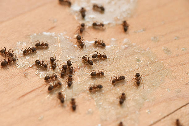 Best Emergency Pest Control  in Fairland, MD