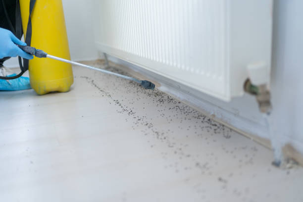 Wasp Removal Services in Fairland, MD